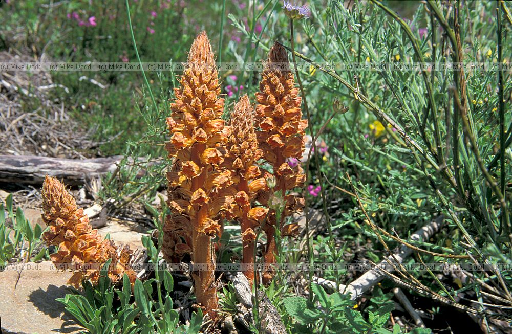 Orobanche rapum-genistae Greater broomrape Picos de Europa