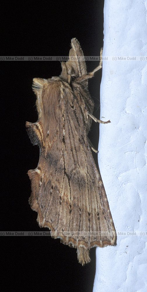 Pale prominent moth Picos de Europa