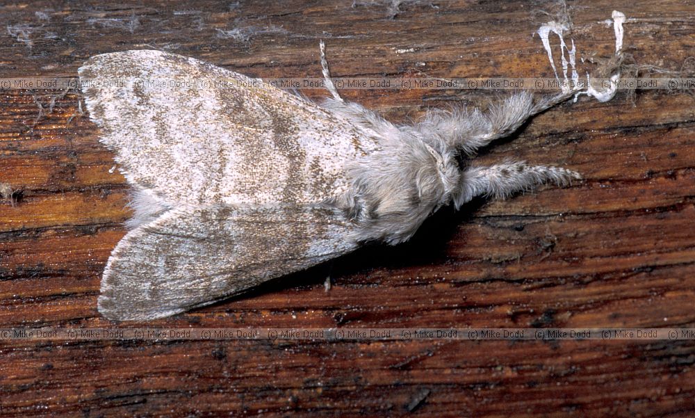 Pale tussock moth Picos de Europa