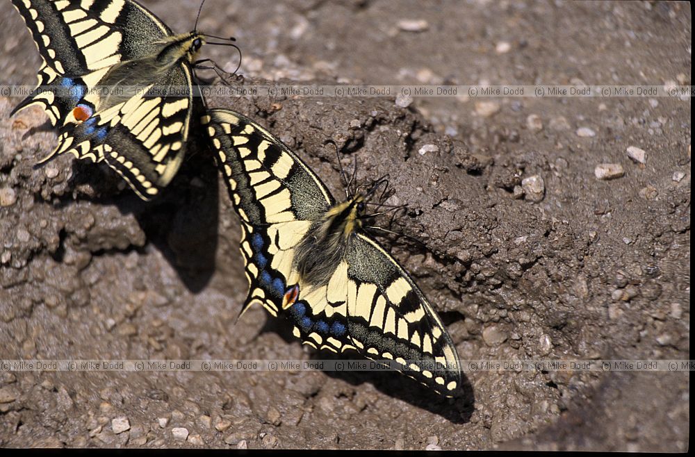Papilio machaon Swallowtail Picos de Europa