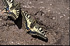 Papilio machaon Swallowtail Picos de Europa