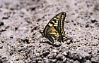 Papilio machaon Swallowtail Picos de Europa