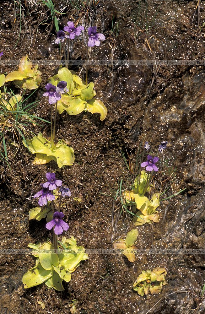 Pinguicula grandiflora large flowered butterwort Picos de Europa