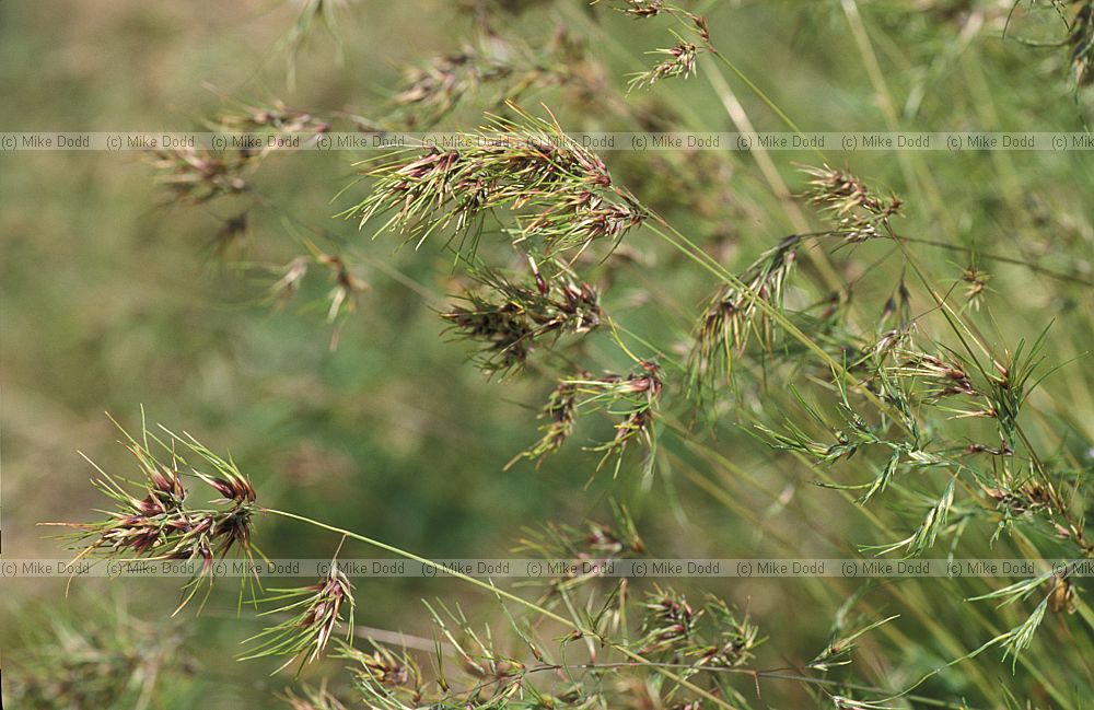 Viviparous grass Picos de Europa