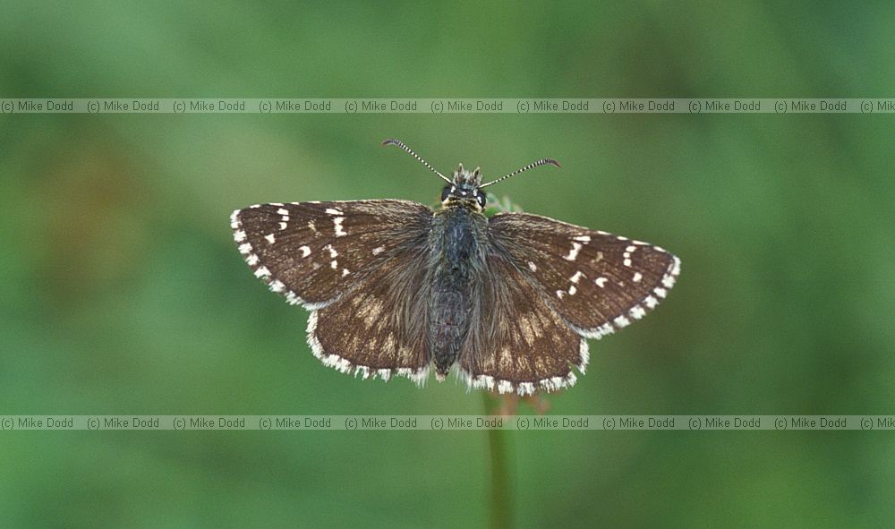 Pyrgus alvens Large Grizzled Skipper Picos de Europa