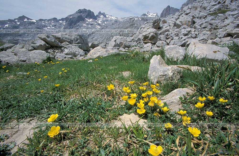 Ranunculus sp top of Fuente De Picos de Europa