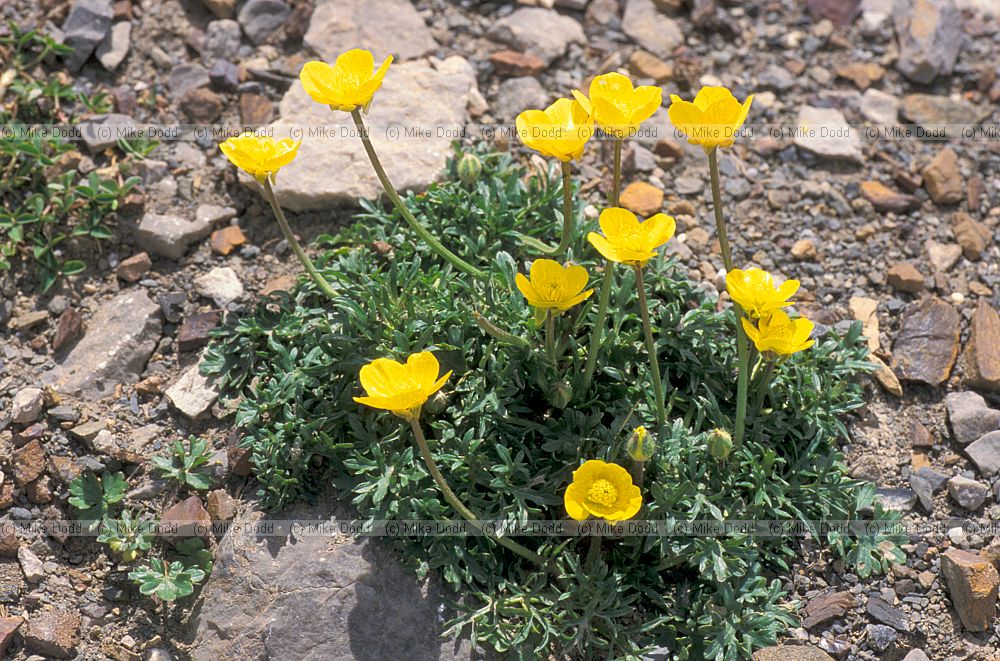 Ranunculus sp top of Fuente De Picos de Europa