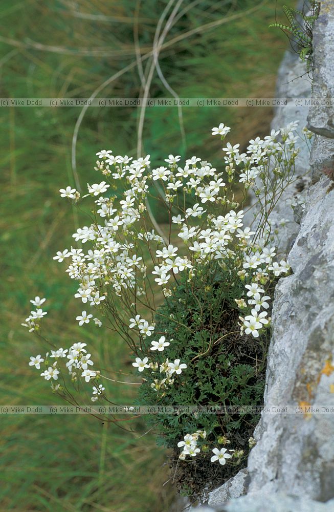 Saxifraga pubescens Hairy Saxifrage Picos de Europa