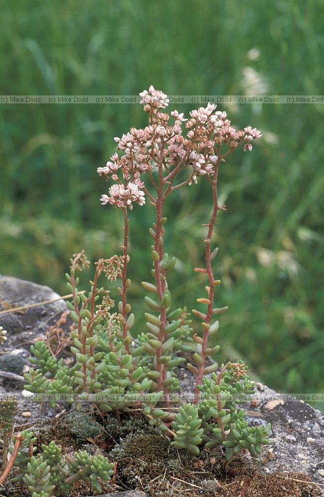 Sedum album White Stonecrop Picos de Europa