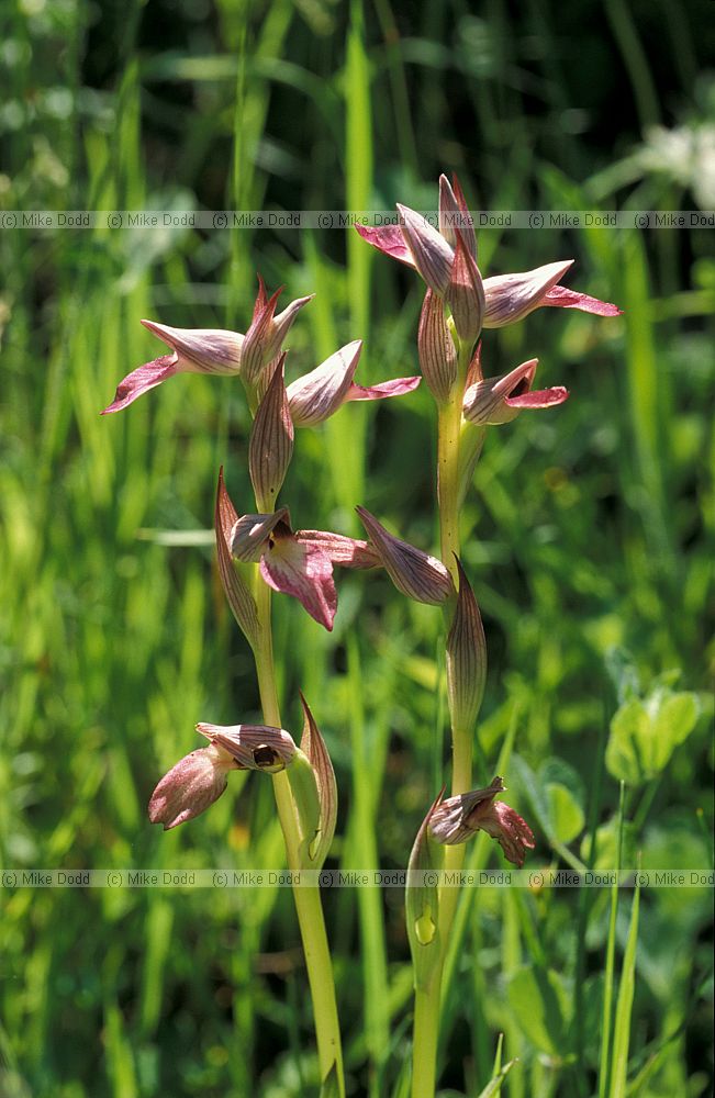 Serapias lingua Picos de Europa
