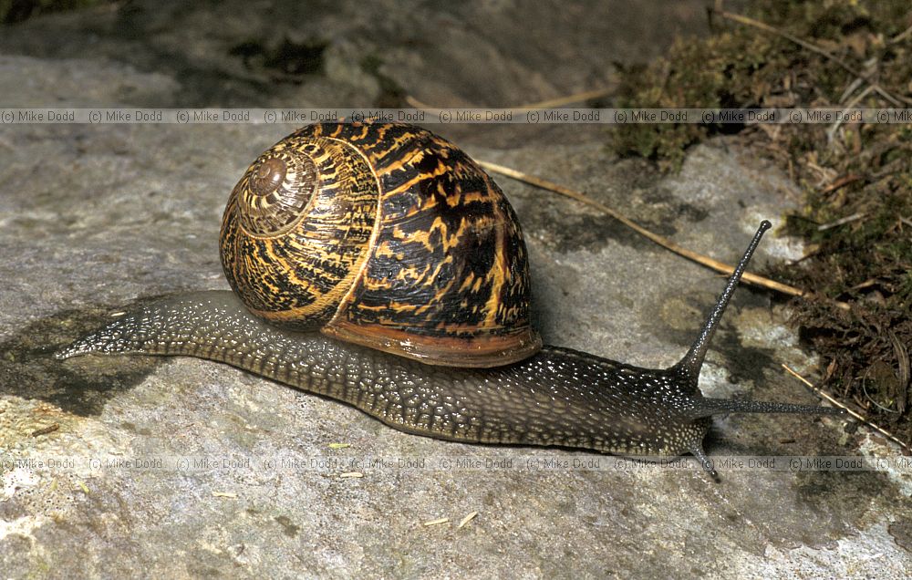 Snail Picos de Europa