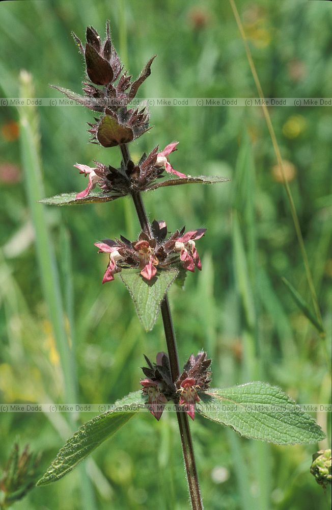 Stachys sp Picos de Europa
