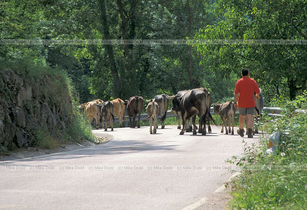 Transhumance Picos de Europa