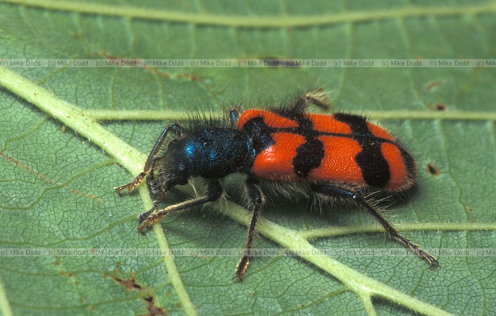 Trichodes alvearius Picos de Europa