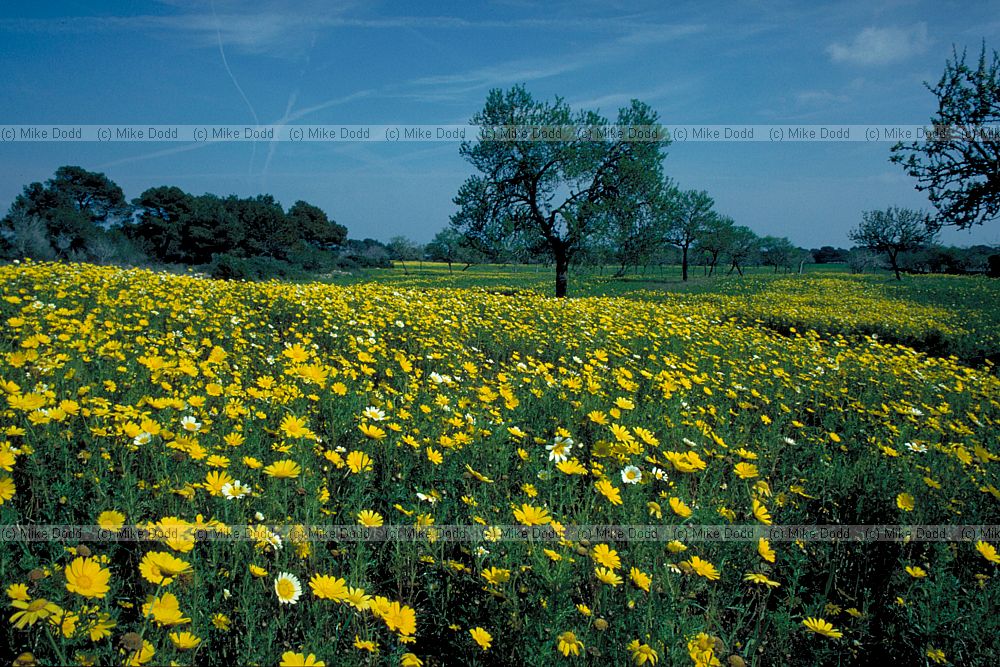 Chrysanthemum coronarium Crown daisy Majorca