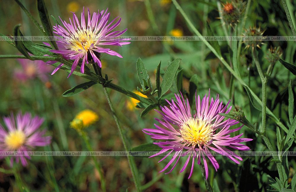 Centaurea sp. Andalucia