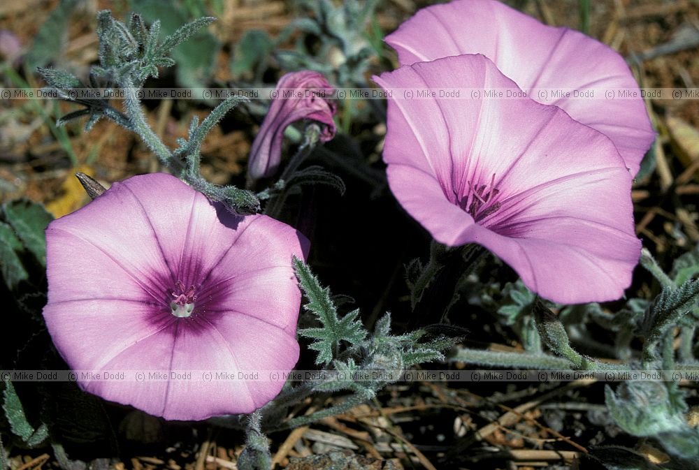 Convolvulus althaeoides Mallow-leaved bindweed Andalucia