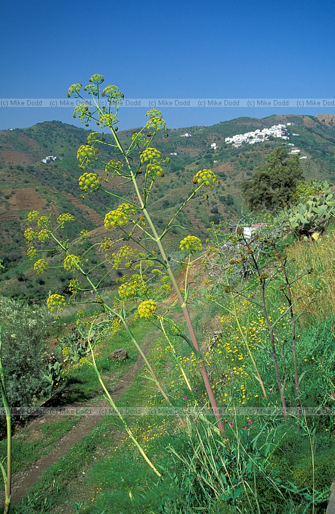 Ferula communis Giant Fennel Andalucia