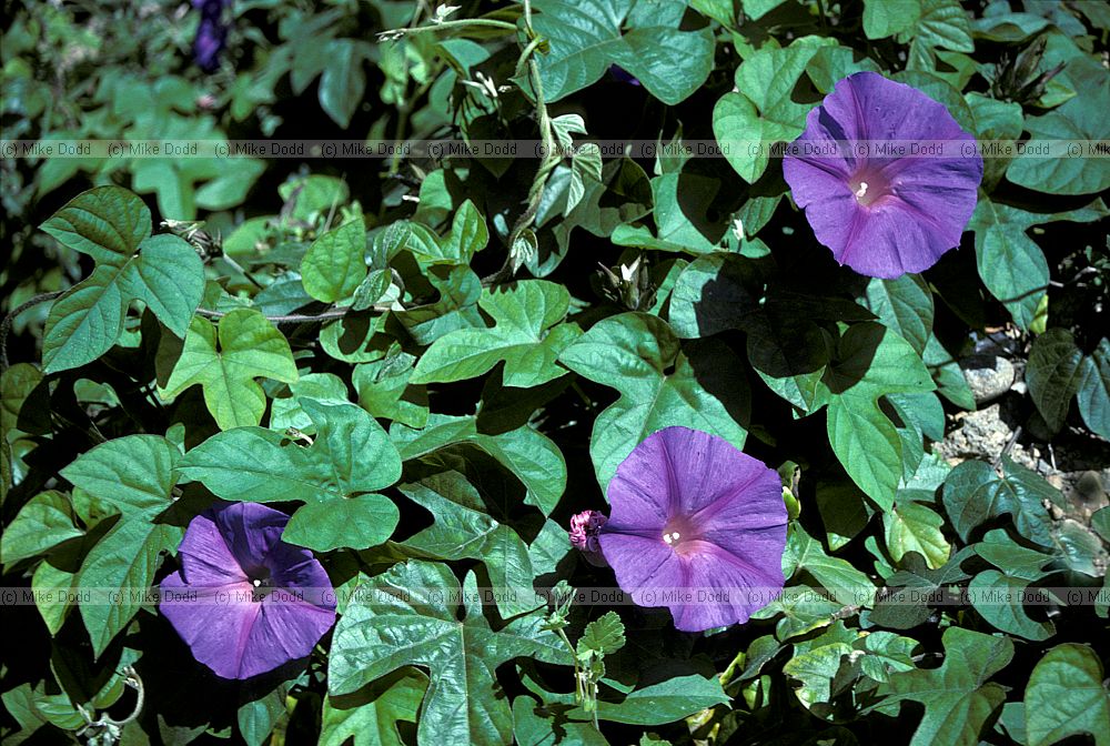 Ipomoea acuminata morning glory Andalucia