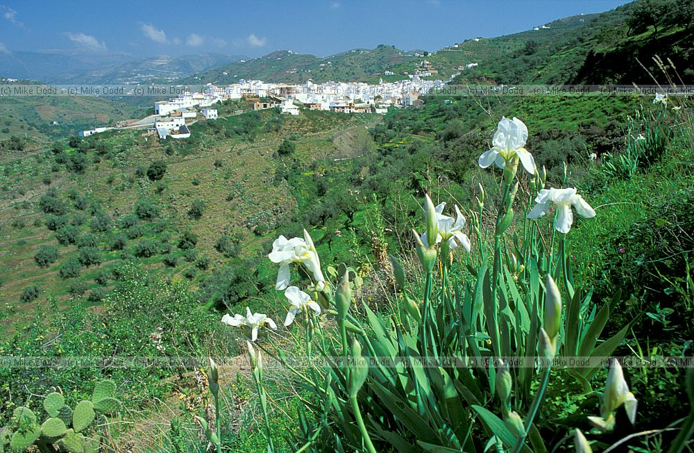 Iris albicans  Andalucia