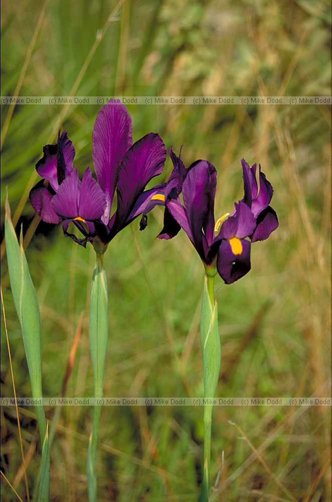 Iris xiphium Spanish Iris Andalucia