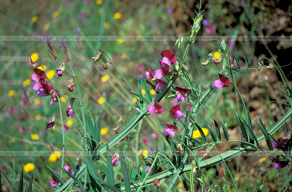 Lathyrus clymenum Andalucia