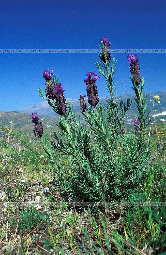 Lavandula stoechas French Lavendar Andalucia