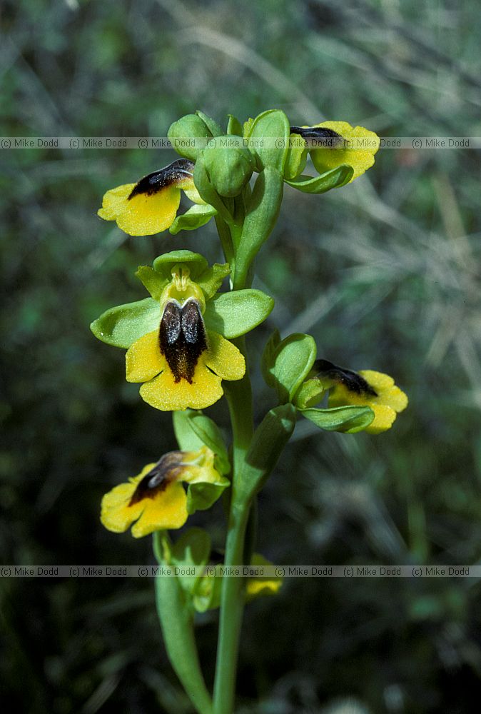 Ophrys lutea yellow ophrys Andalucia