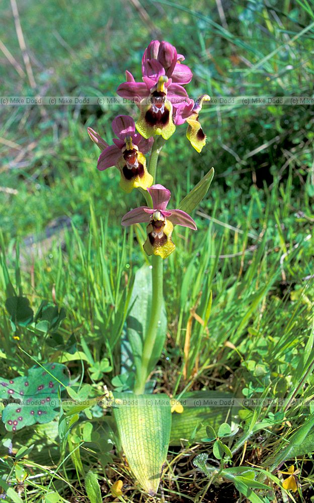 Ophrys tenthredinifera Sawfly orchid Andalucia