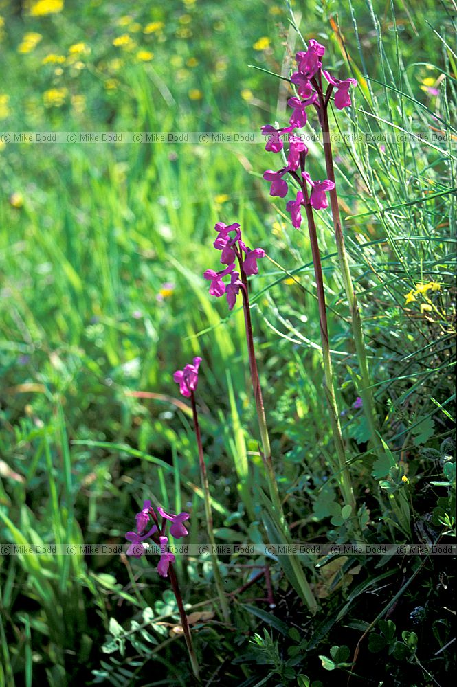 White houses Competa Andalucia