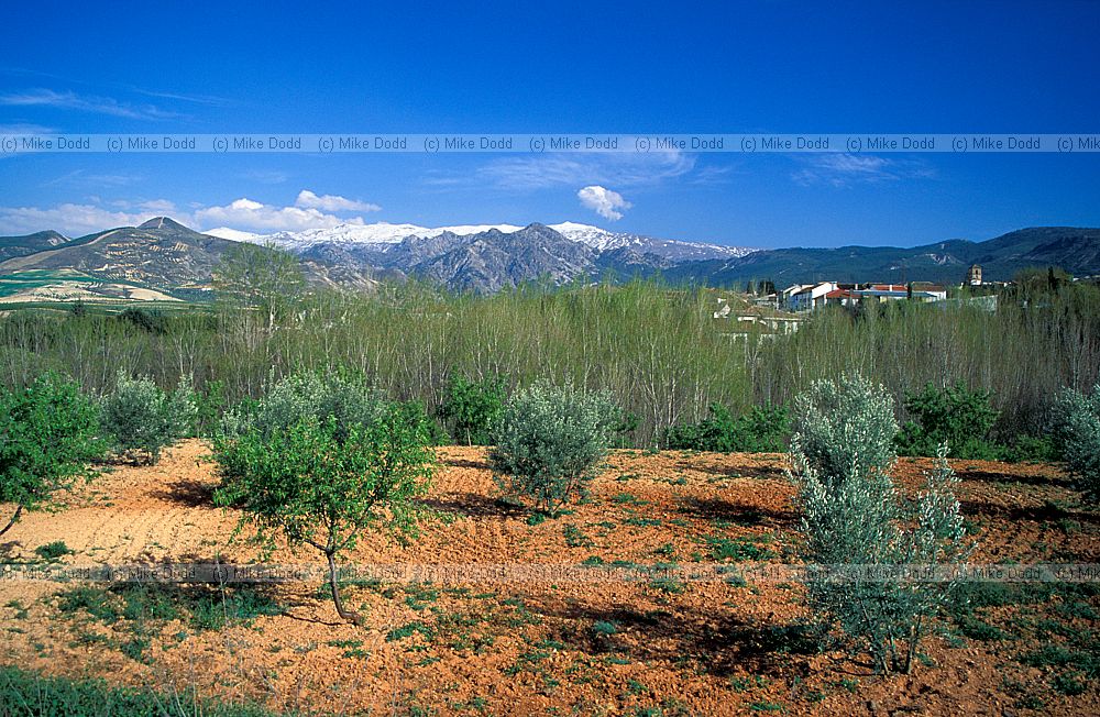 Olives and Sierra nevada Andalucia
