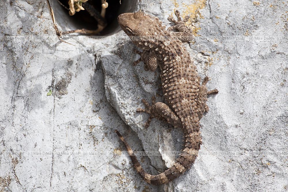 Tarentola mauritanica Moorish Gecko
