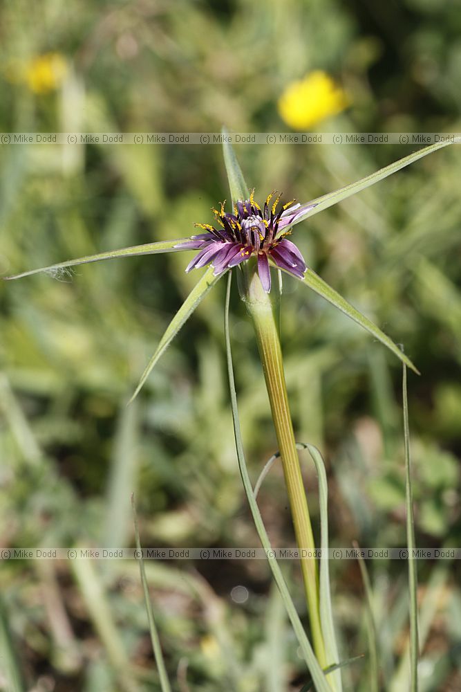 Tragopogon hybridum