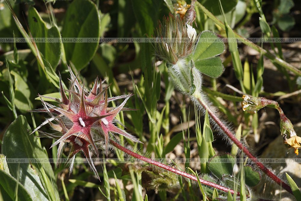 Trifolium stellatum Star Clover