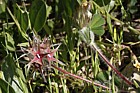 Trifolium stellatum Star Clover
