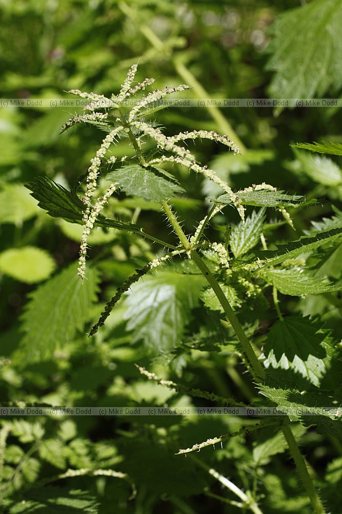 Urtica membranacea Membranous Nettle
