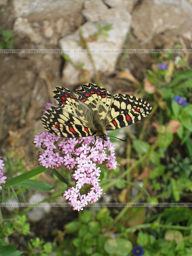 Spanish Festoon Zerynthia rumina