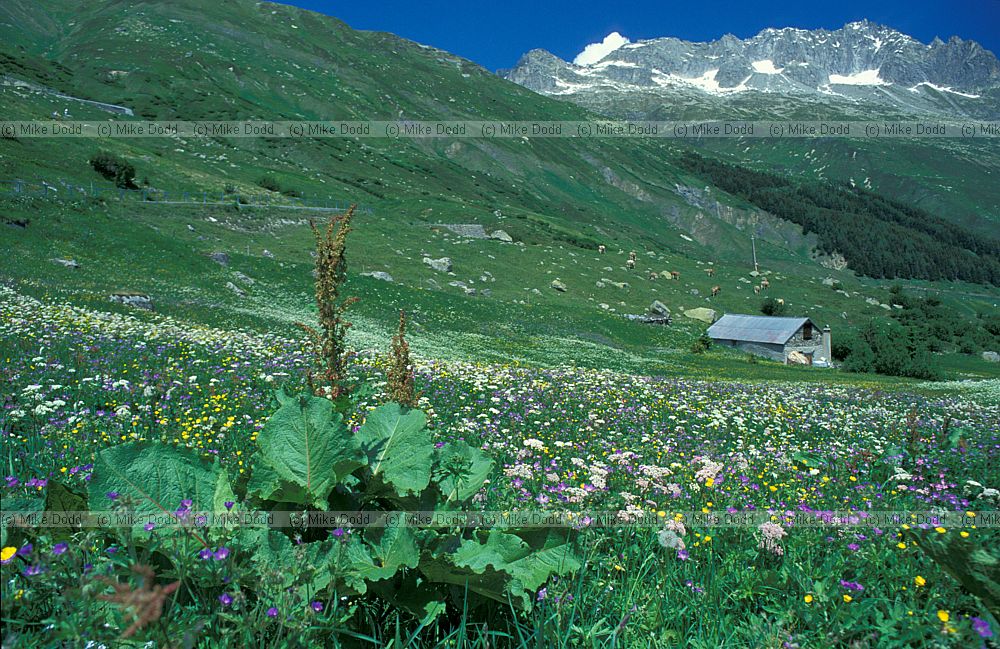 Alpine meadow Furka pass
