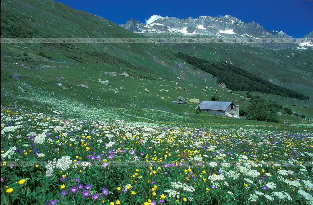 Alpine meadow Furka pass