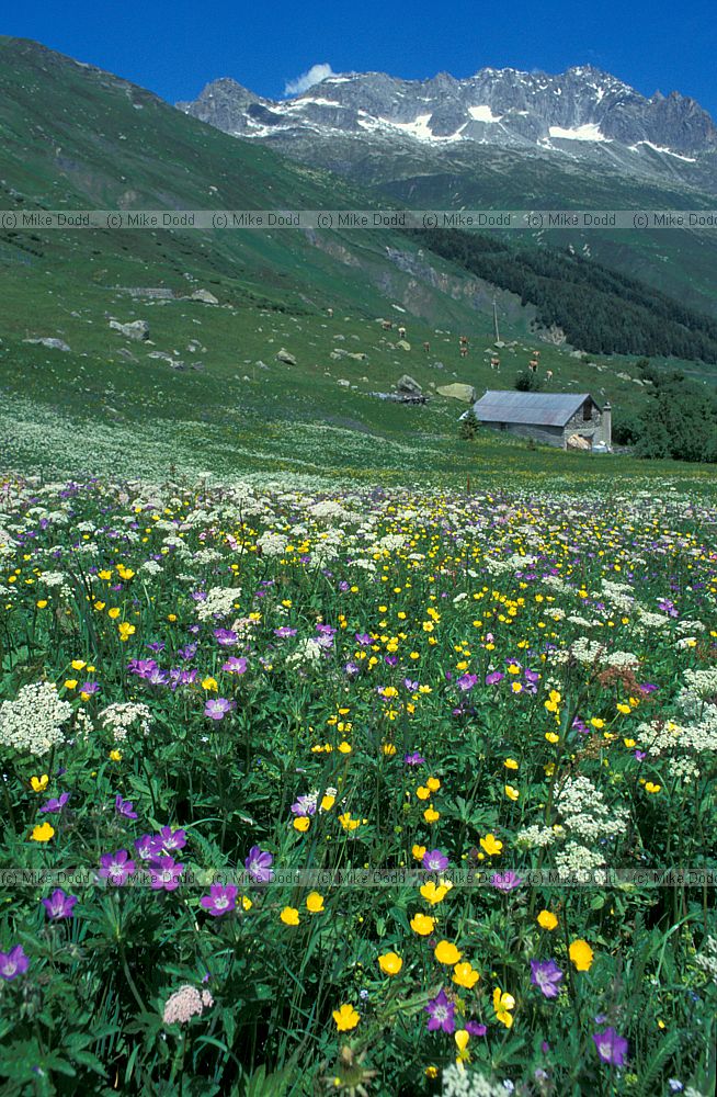 Alpine meadow Furka pass