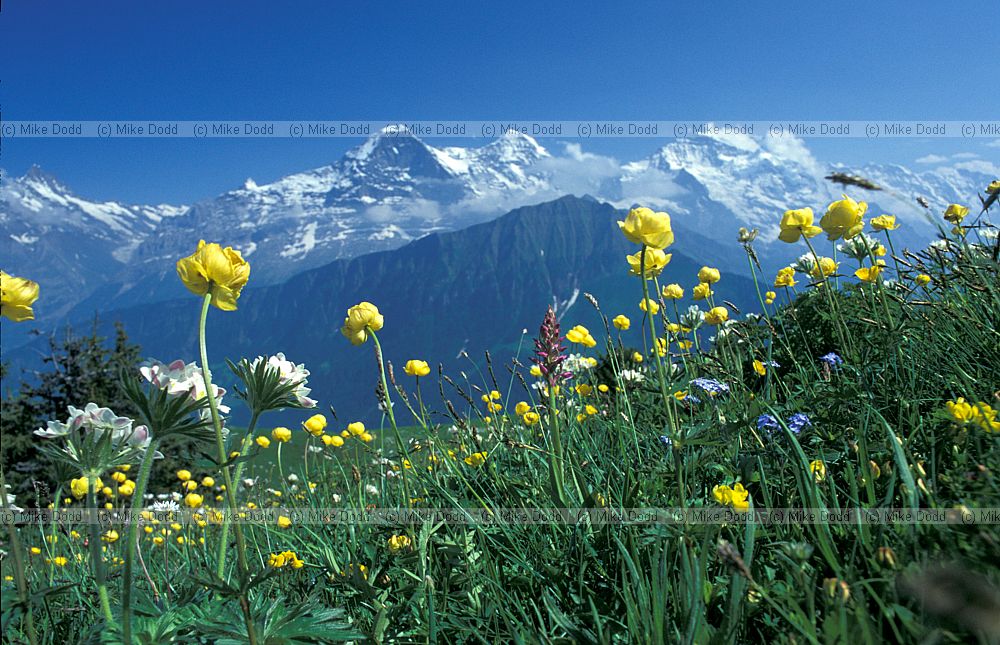 Alpine meadow Schynige Platte