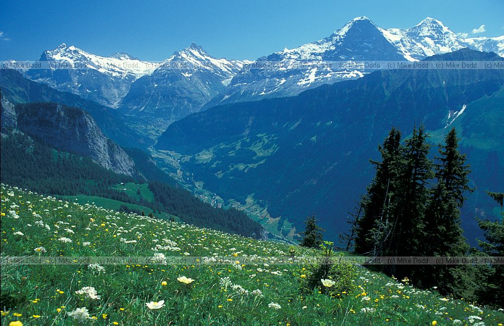 Alpine meadow Schynige Platte