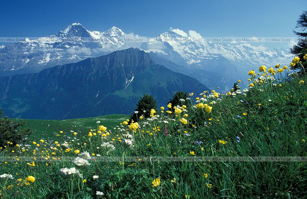 Alpine meadow Schynige Platte