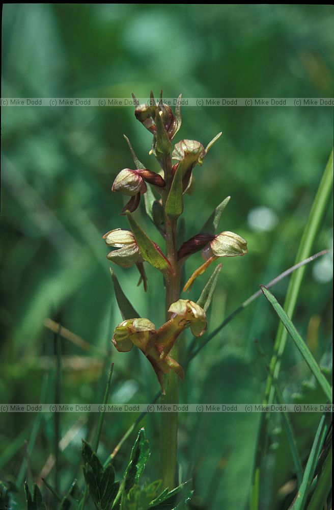 Coeloglossum viride Frog orchid