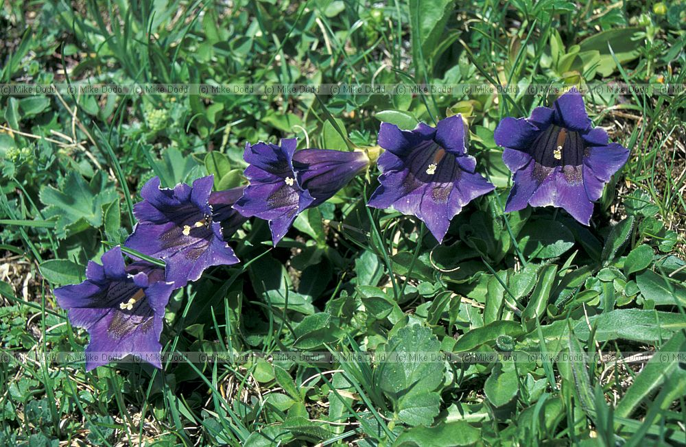 Gentiana clusii