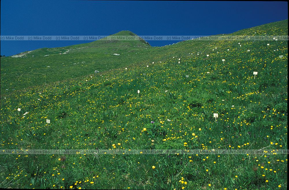 Experimental grassland plots Schynige Platte alp