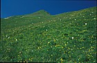Experimental grassland plots Schynige Platte alp