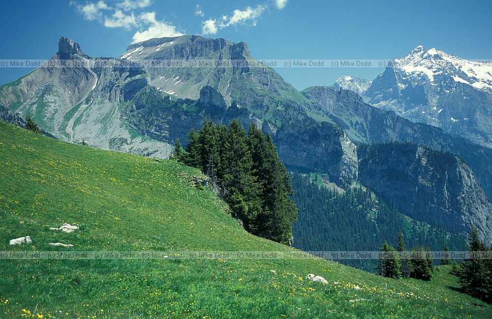 Experimental grassland plots Schynige Platte alp