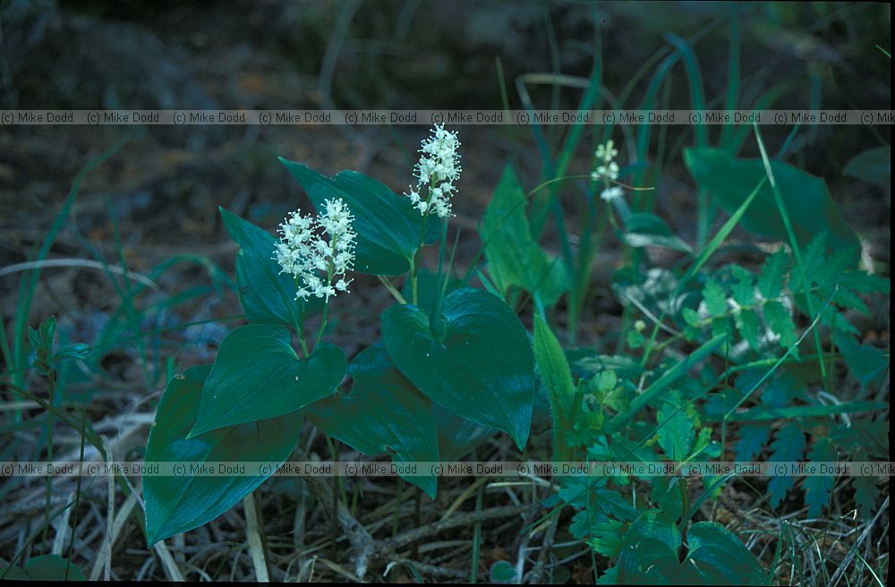 Maianthemum bifolium