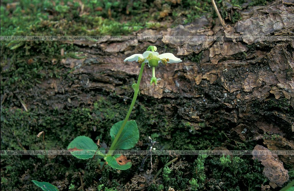 Moneses uniflora